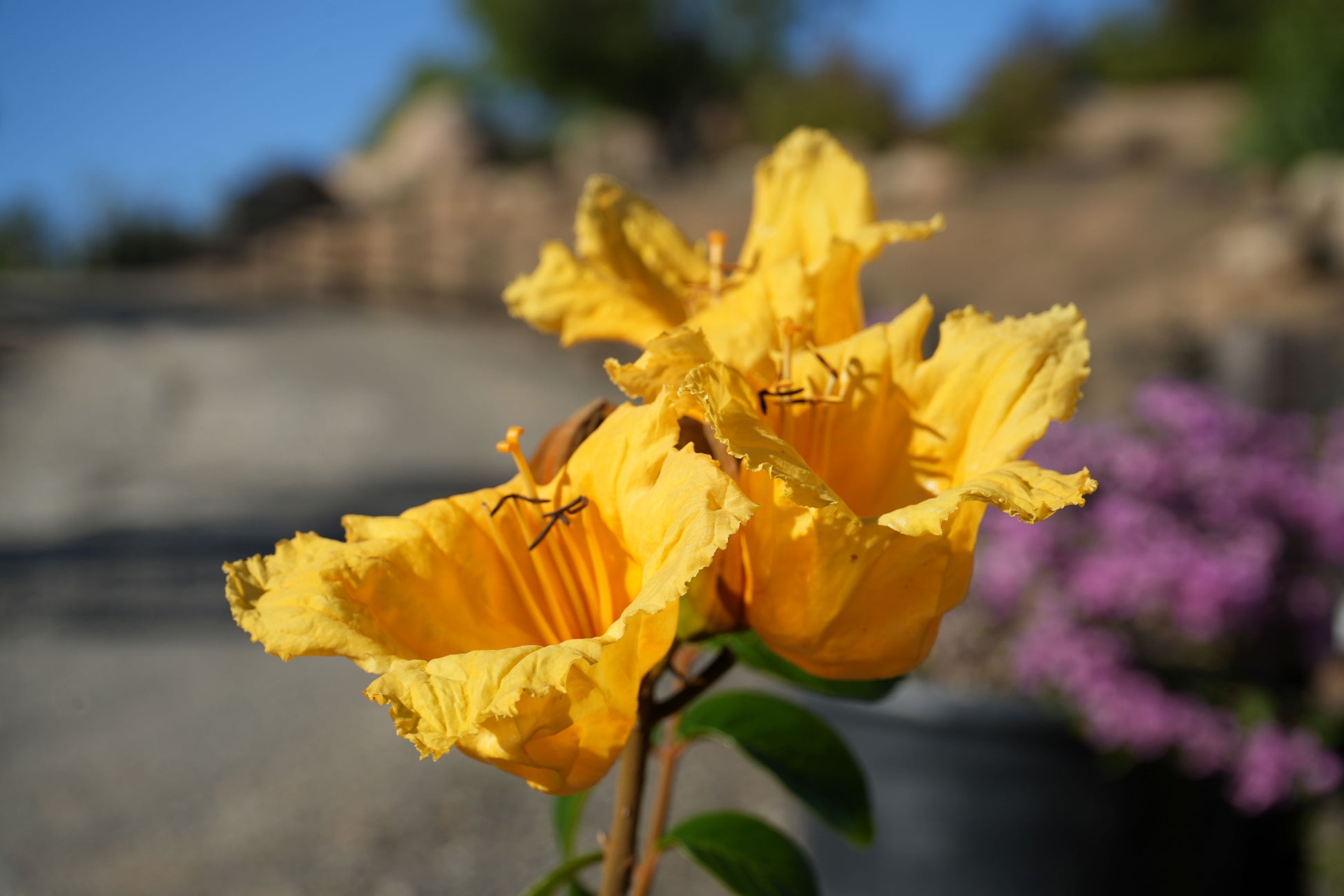 Close-up of vibrant yellow Spathodea flower with blurred outdoor background and purple flowers