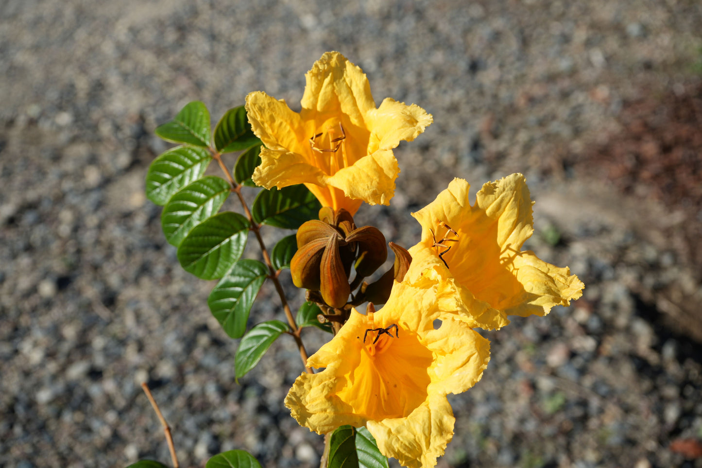 Three vibrant yellow Spathodea campanulata flowers with green glossy leaves against a blurred gravel background