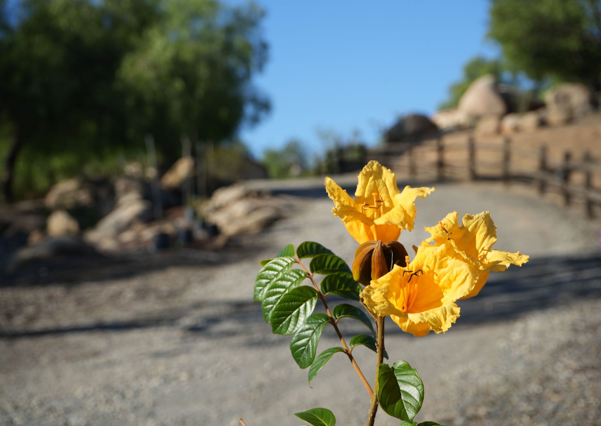 Yellow Spathodea flowers with green leaves in focus on a gravel path with trees and fence in background