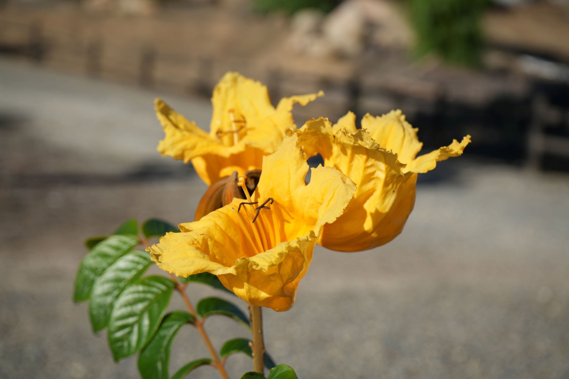 Close-up of bright yellow spathodea flowers with green leaves in natural outdoor setting