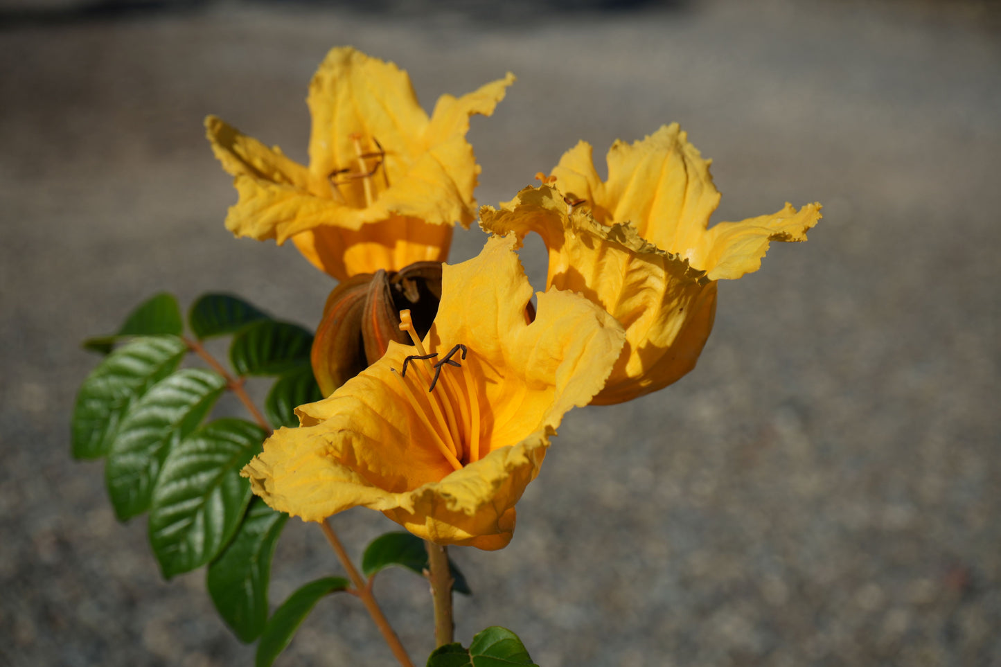 Close-up of vibrant yellow Spathodea campanulata flowers with green leaves on blurred background