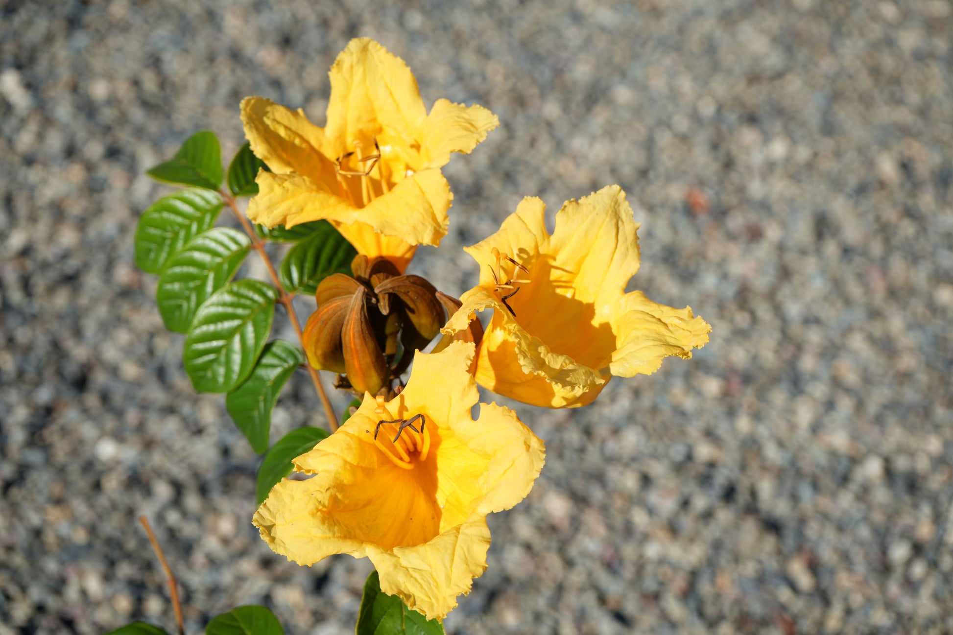 Bright yellow Spathodea campanulata flowers with green leaves against a gravel background