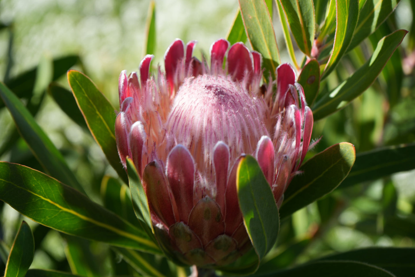 Blooming pink protea flower with fuzzy petals surrounded by green leaves in natural sunlight