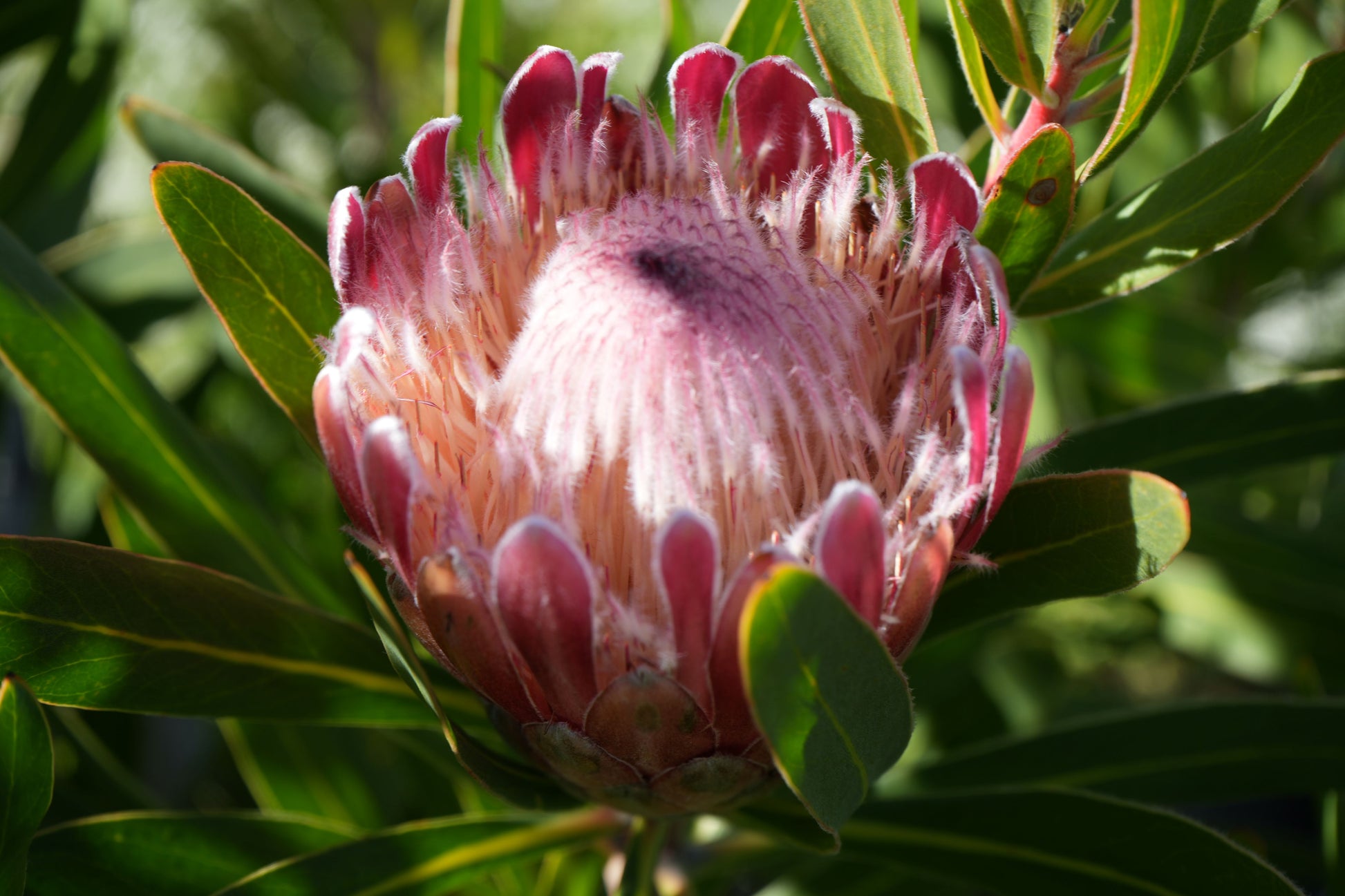 Close-up of a pink Protea flower with fuzzy petals surrounded by green leaves in sunlight