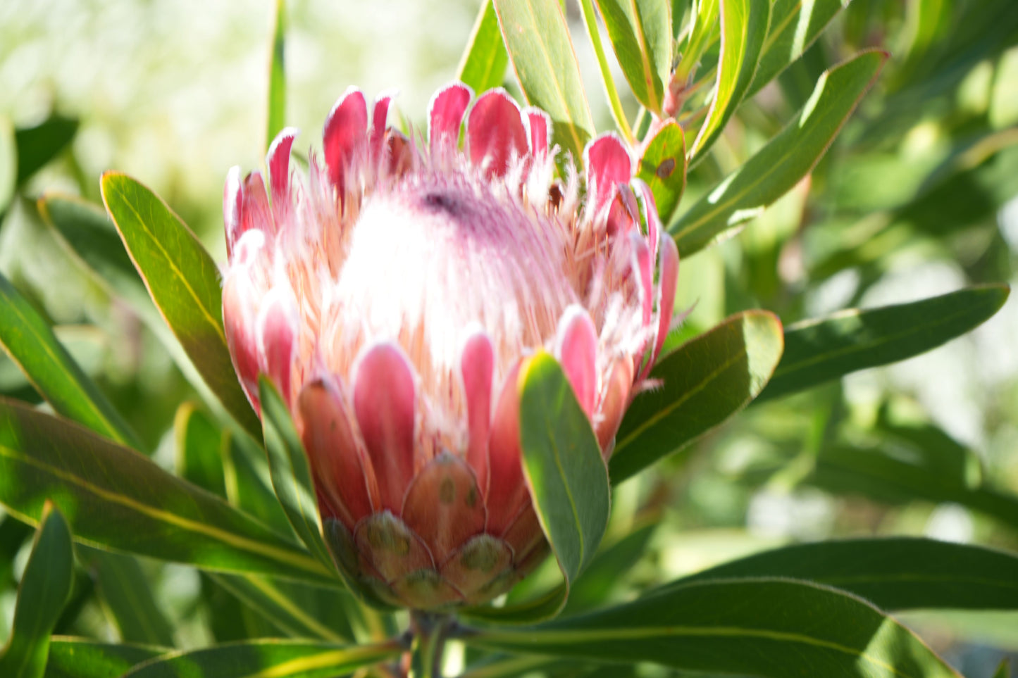 Close-up of a pink protea flower surrounded by green leaves in natural sunlight