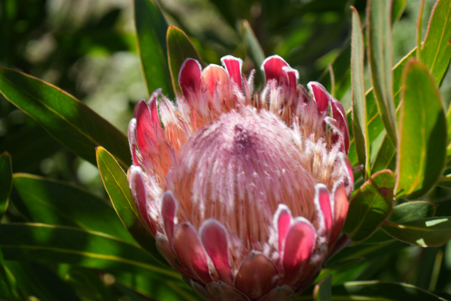 Close-up of a pink protea flower with green leaves in sunlight