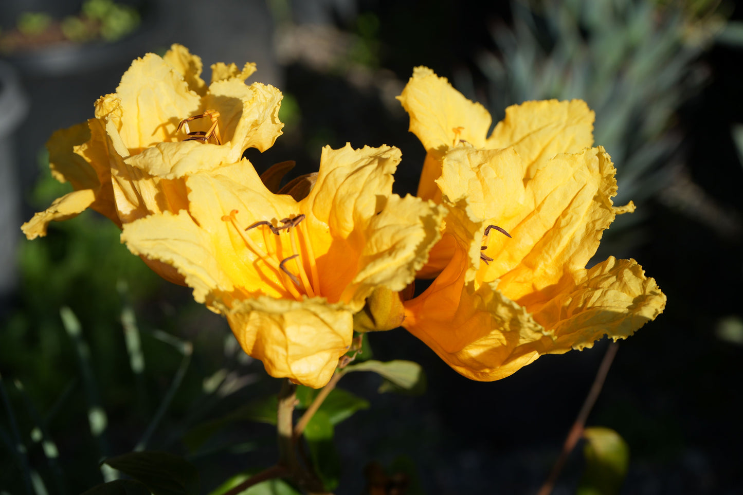 Close-up of bright yellow Spathodea flower blossoms with delicate petals under sunlight