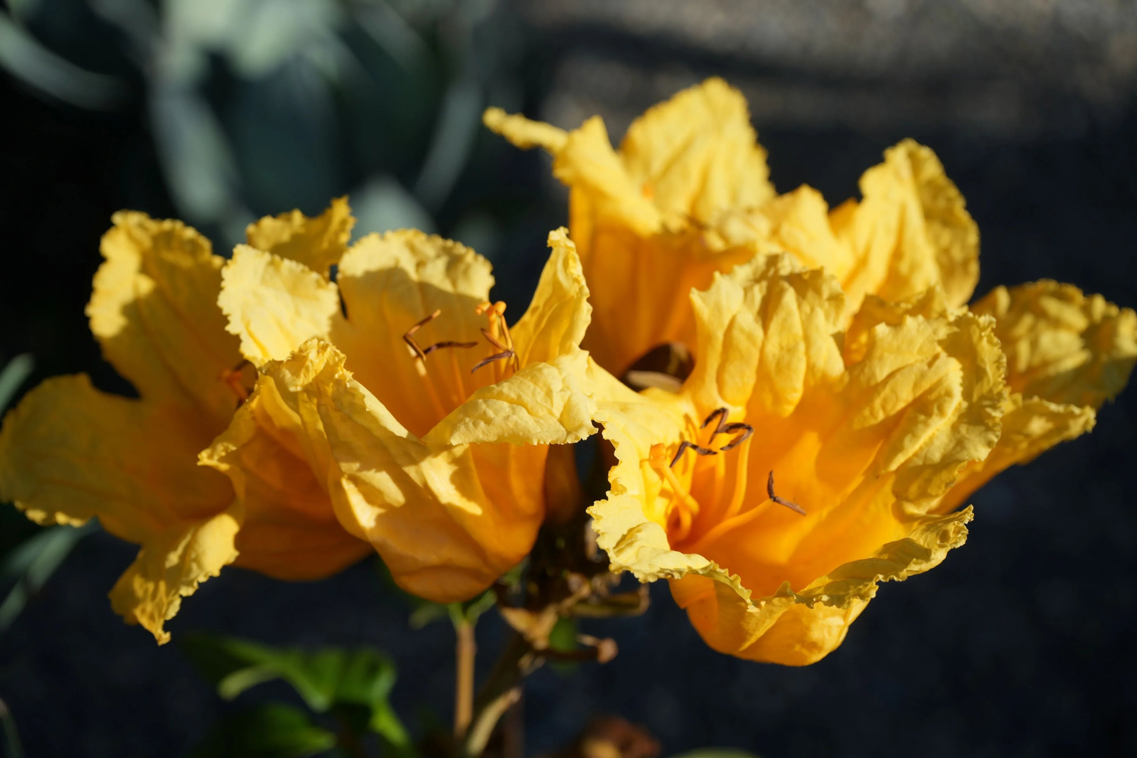 Close-up of vibrant yellow Spathodea flower blooms outdoors, exotic plant in sunlight