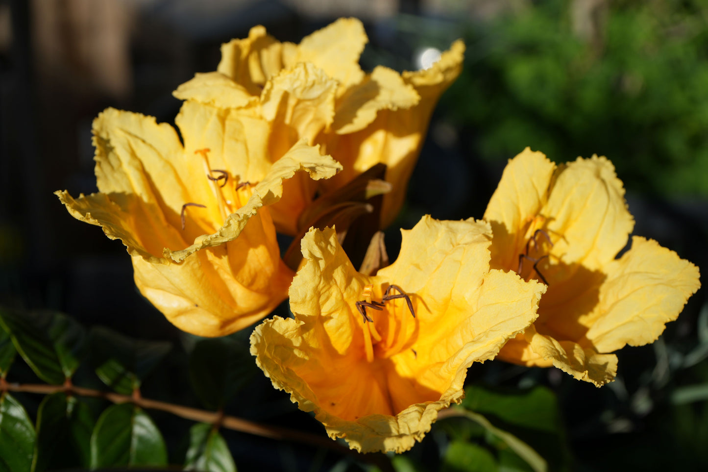 Close-up of vibrant yellow Spathodea flower blossoms with textured petals in natural sunlight