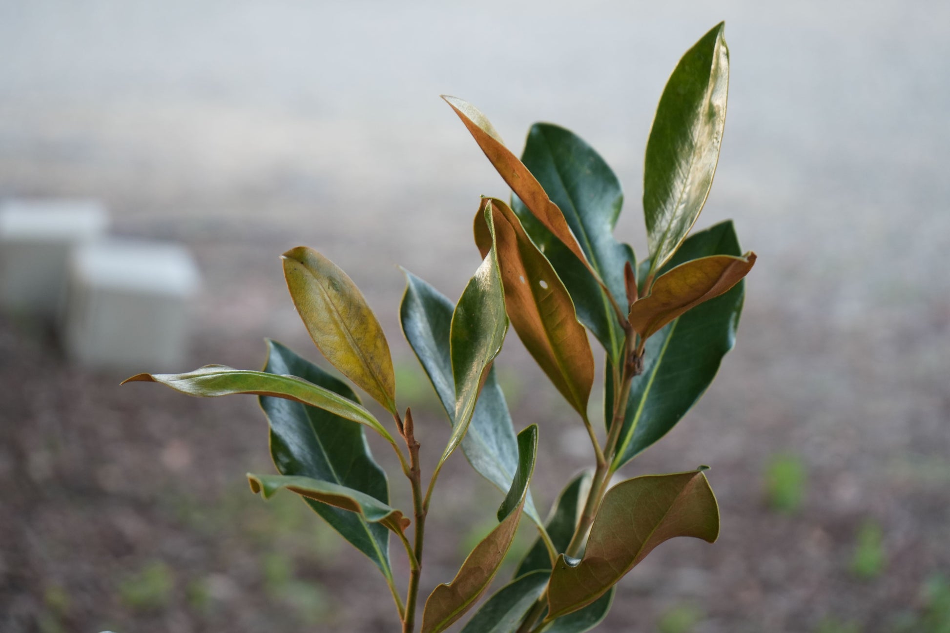 Close-up of Magnolia Little Gem plant leaves with green and brown foliage outdoors