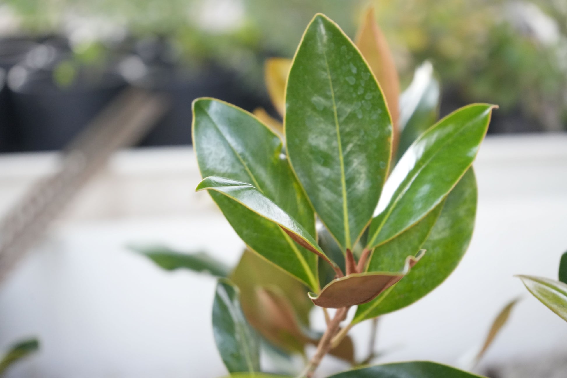 Close-up of glossy green Magnolia Little Gem leaves with smooth texture in natural light