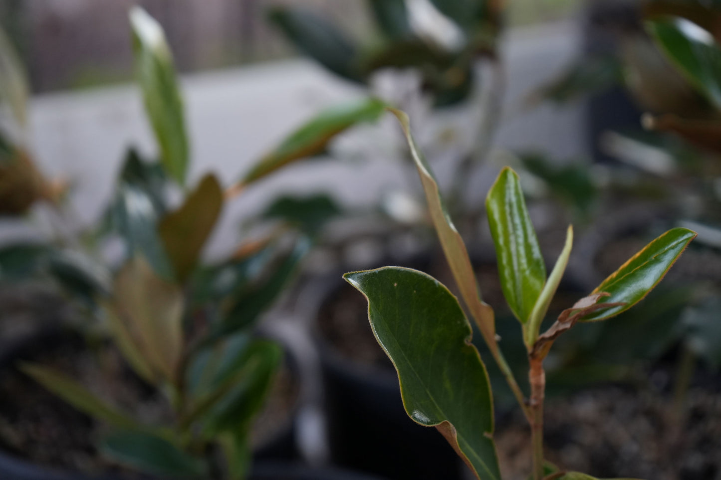 Close-up of green Magnolia Little Gem leaves in small black pots in a nursery setting