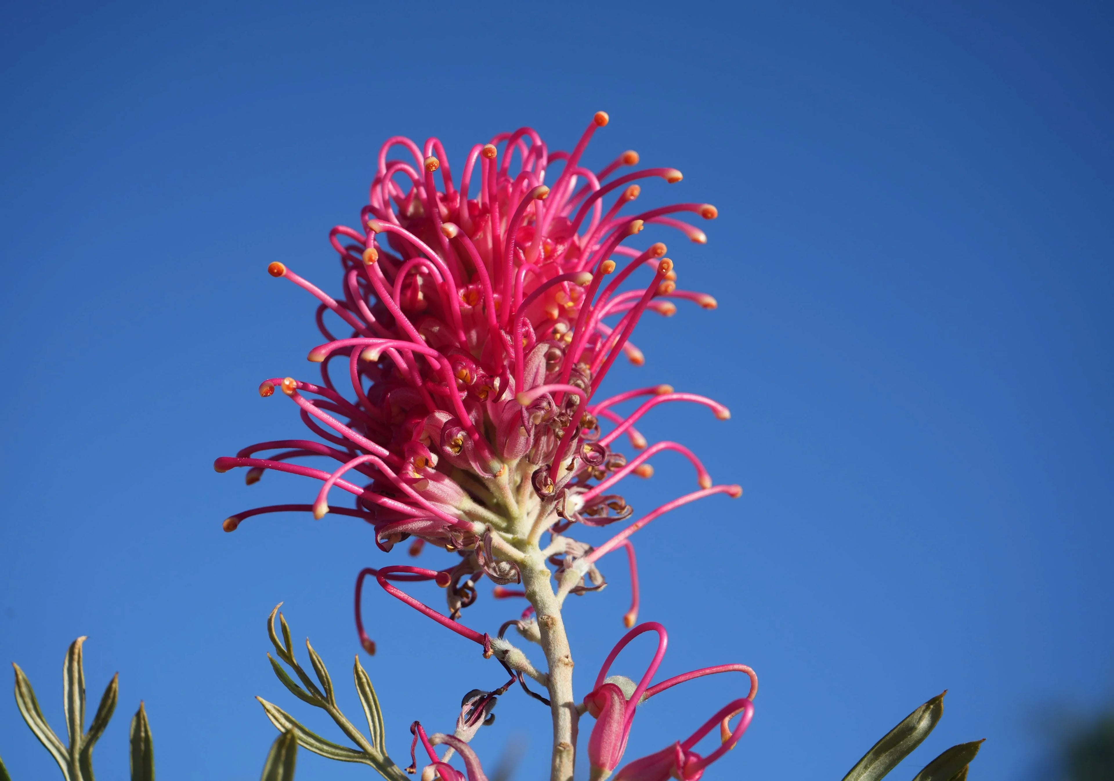 Close-up of bright pink Grevillea Sylvia flower against clear blue sky