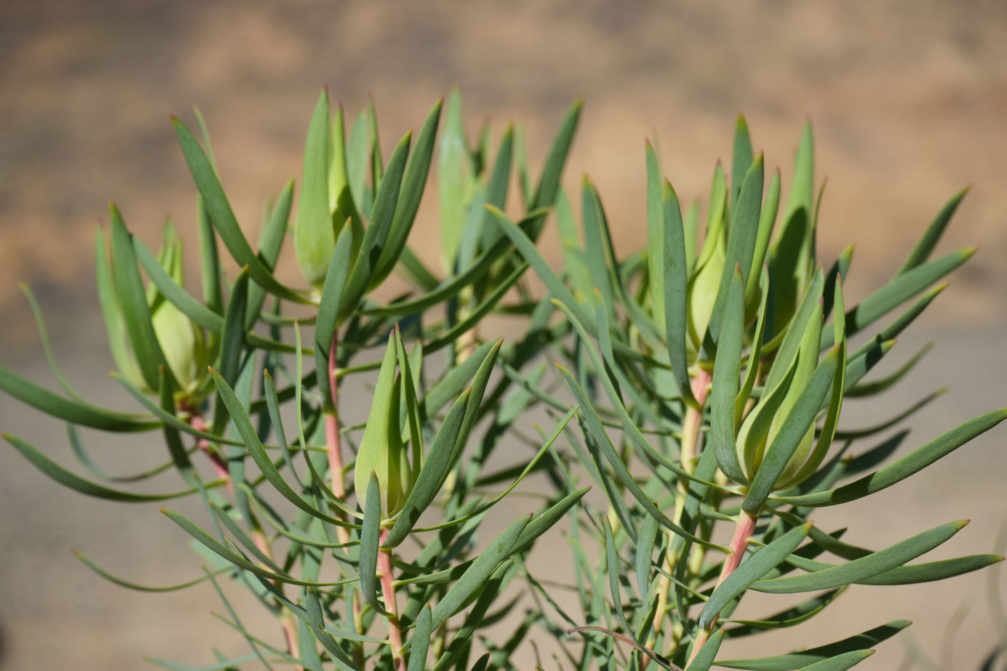 Leucadendron 'Inca Gold': A Sun-Kissed Gem, Compact and Adaptability