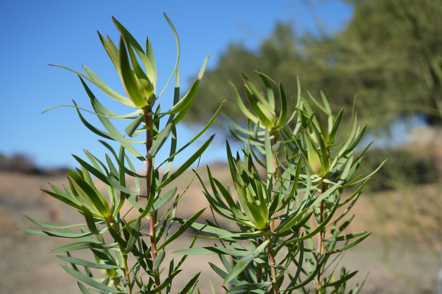Leucadendron 'Inca Gold': A Sun-Kissed Gem, Compact and Adaptability
