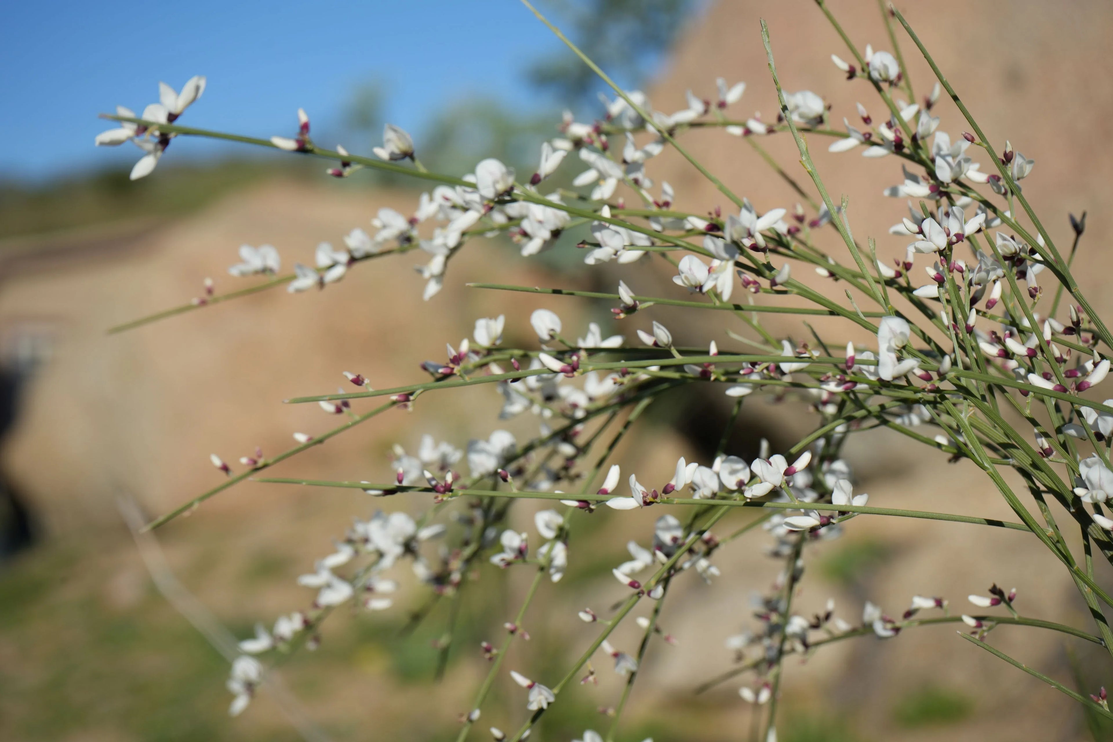 Genista plant with slender green stems and small white flowers, outdoors in sunlight
