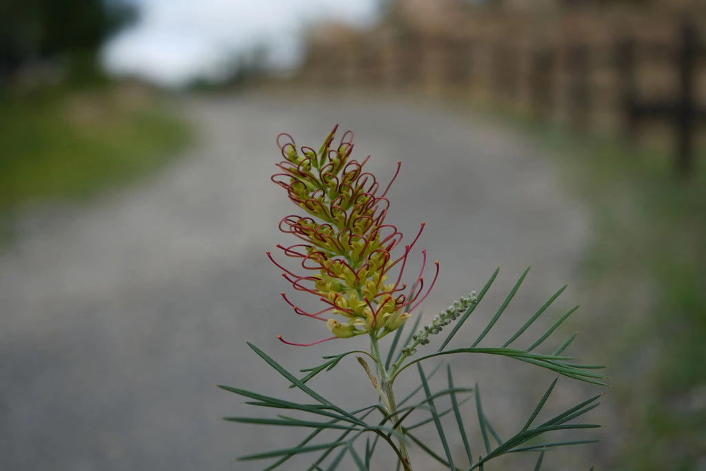 Grevillea Kings Rainbow flower with red-yellow blooms and needle-like leaves outdoors