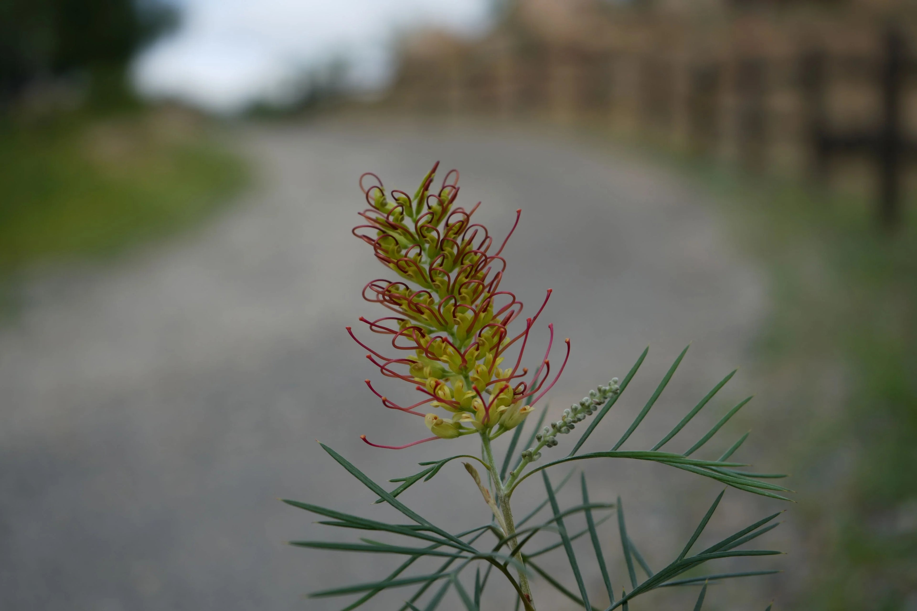 Grevillea Kings Rainbow flower with red-yellow blooms and needle-like leaves outdoors