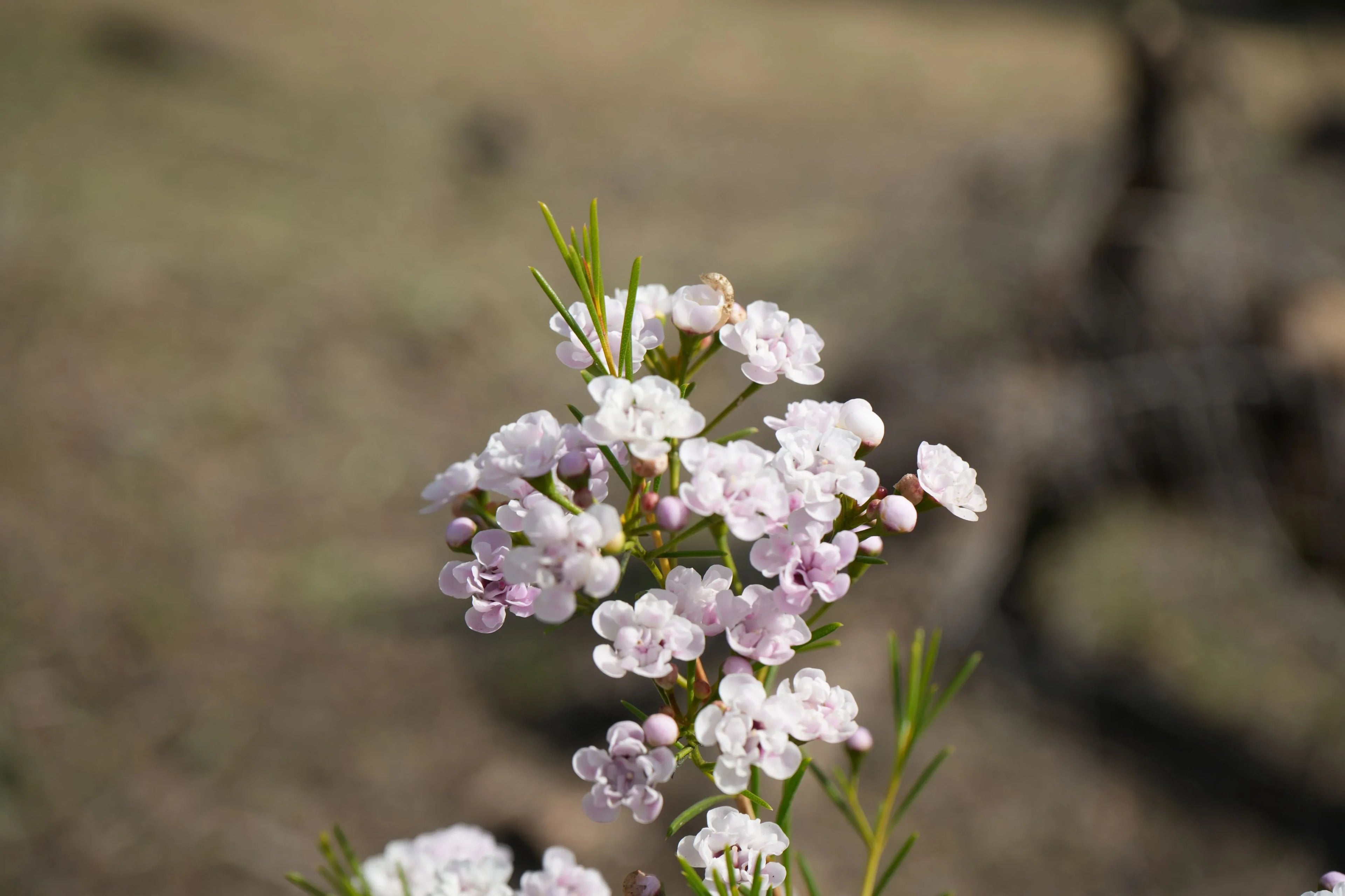Waxflower Dancing Queen with pink blossoms and green leaves outdoors