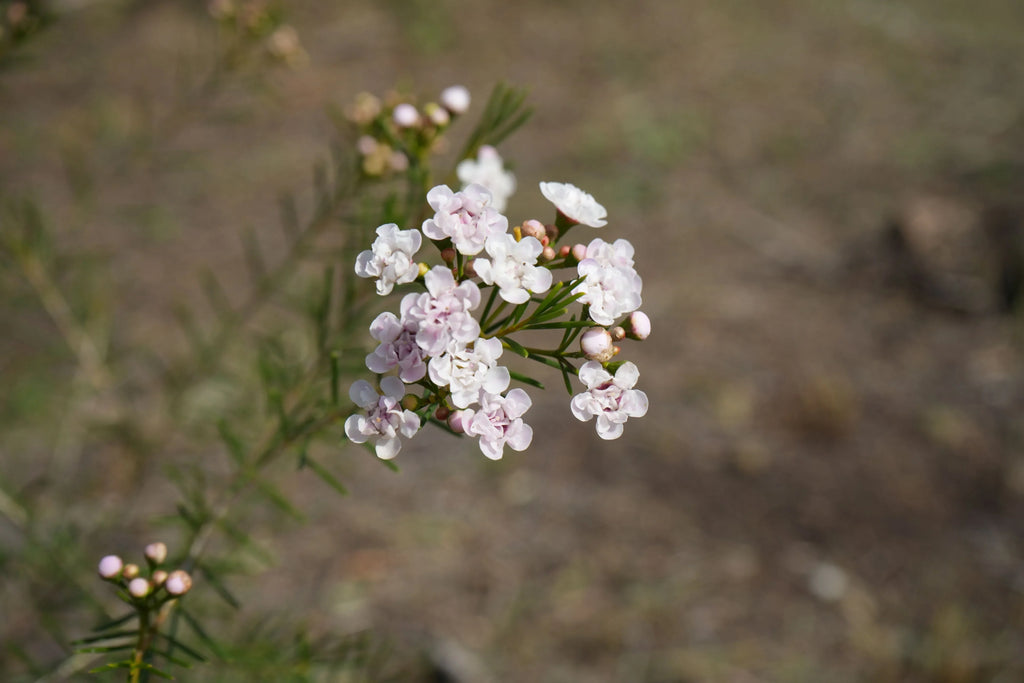 Waxflower Dancing Queen plant with delicate pale pink blooms and green foliage outdoors