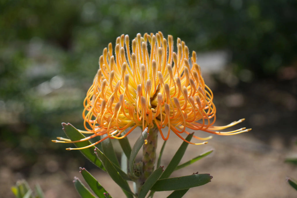 Leucospermum ‘Brandi de la Cruz’: Luminous Salmon-Orange Blooms on a Compact, Tidy Shrub
