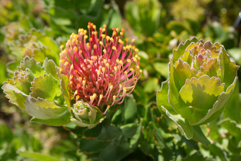 Leucospermum patersonii 'Brothers': Intense Orange-Red Blooms and Rugged Coastal Vigor