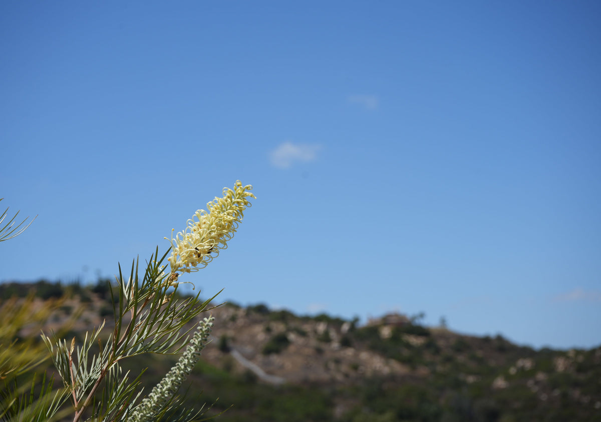 Grevillea 'Moonlight': Luminous Ivory Blooms and Fine Silvery-Green Foliage