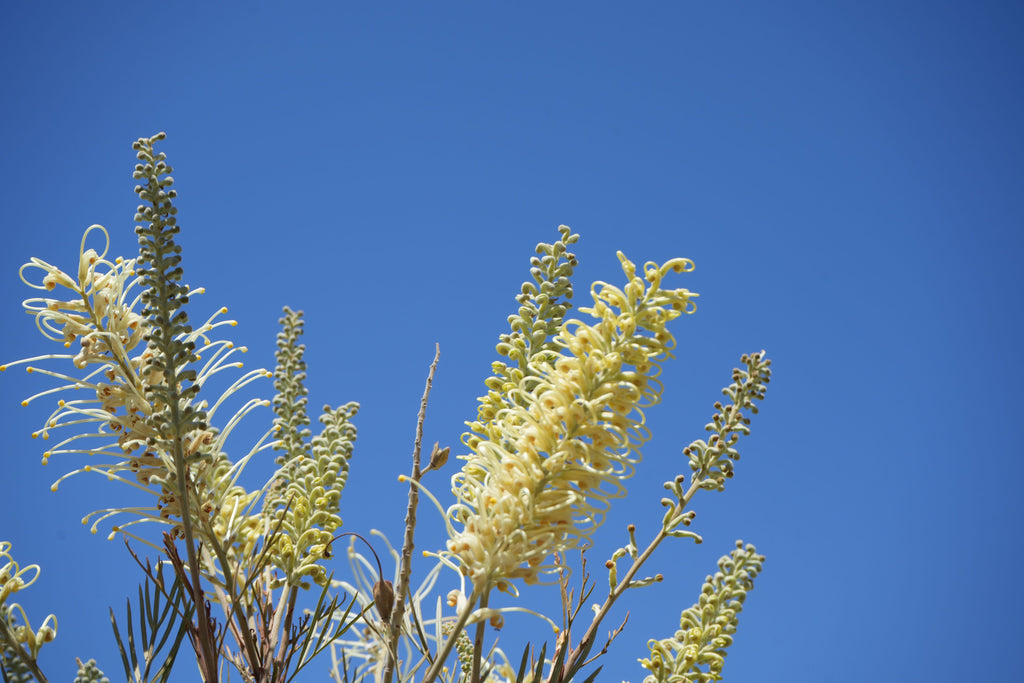 Grevillea 'Moonlight': Luminous Ivory Blooms and Fine Silvery-Green Foliage
