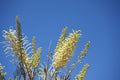 Grevillea 'Moonlight': Luminous Ivory Blooms and Fine Silvery-Green Foliage