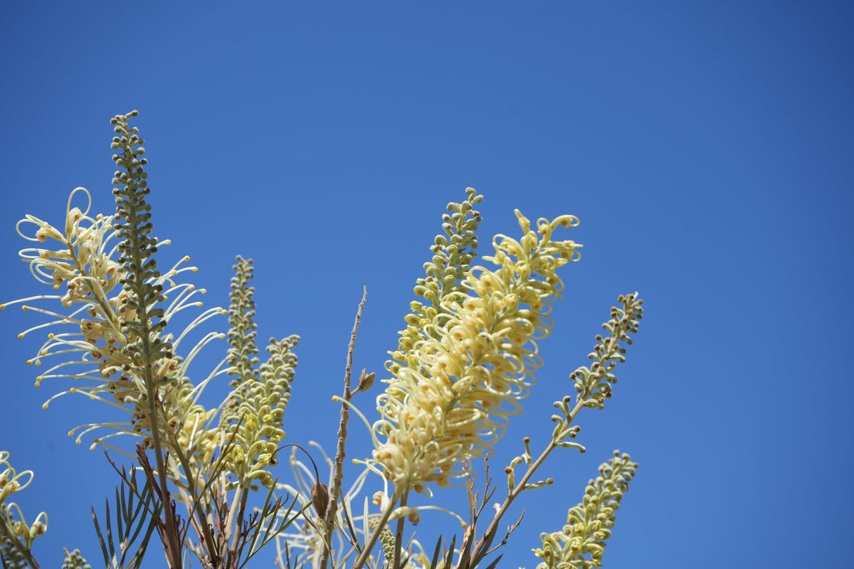 Grevillea 'Moonlight': Luminous Ivory Blooms and Fine Silvery-Green Foliage