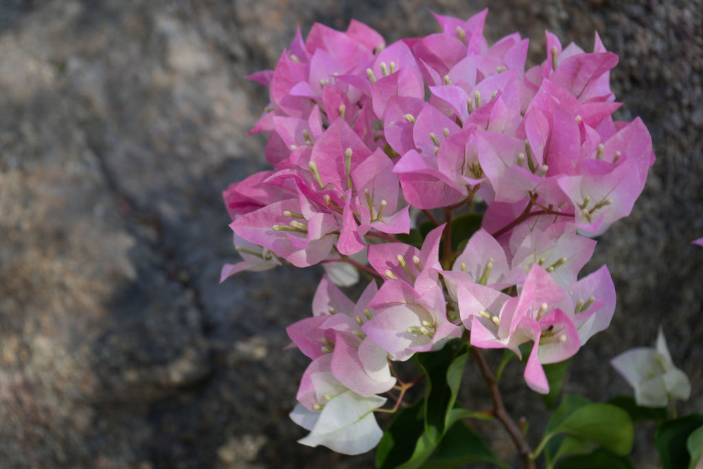 Bougainvillea ‘Imperial Thai Delight’