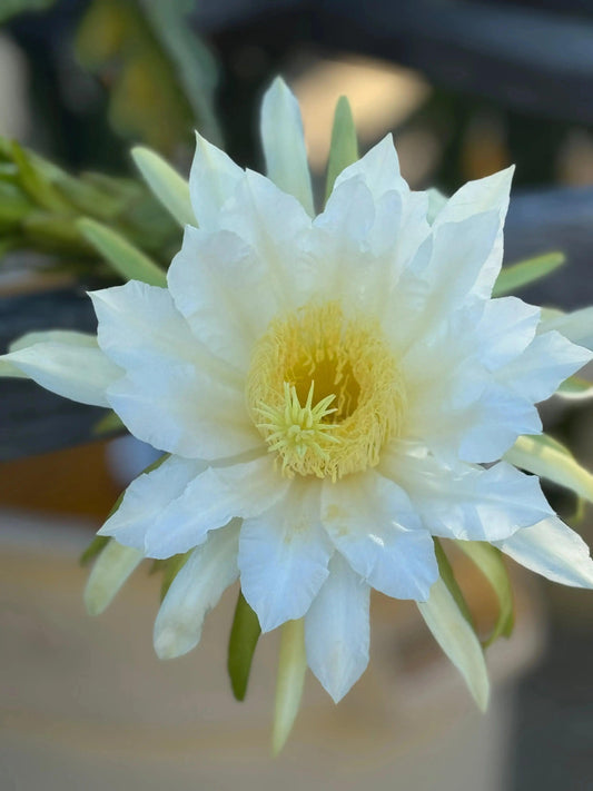 Close-up of white Vietnamese dragon fruit flower with yellow center and green leaves