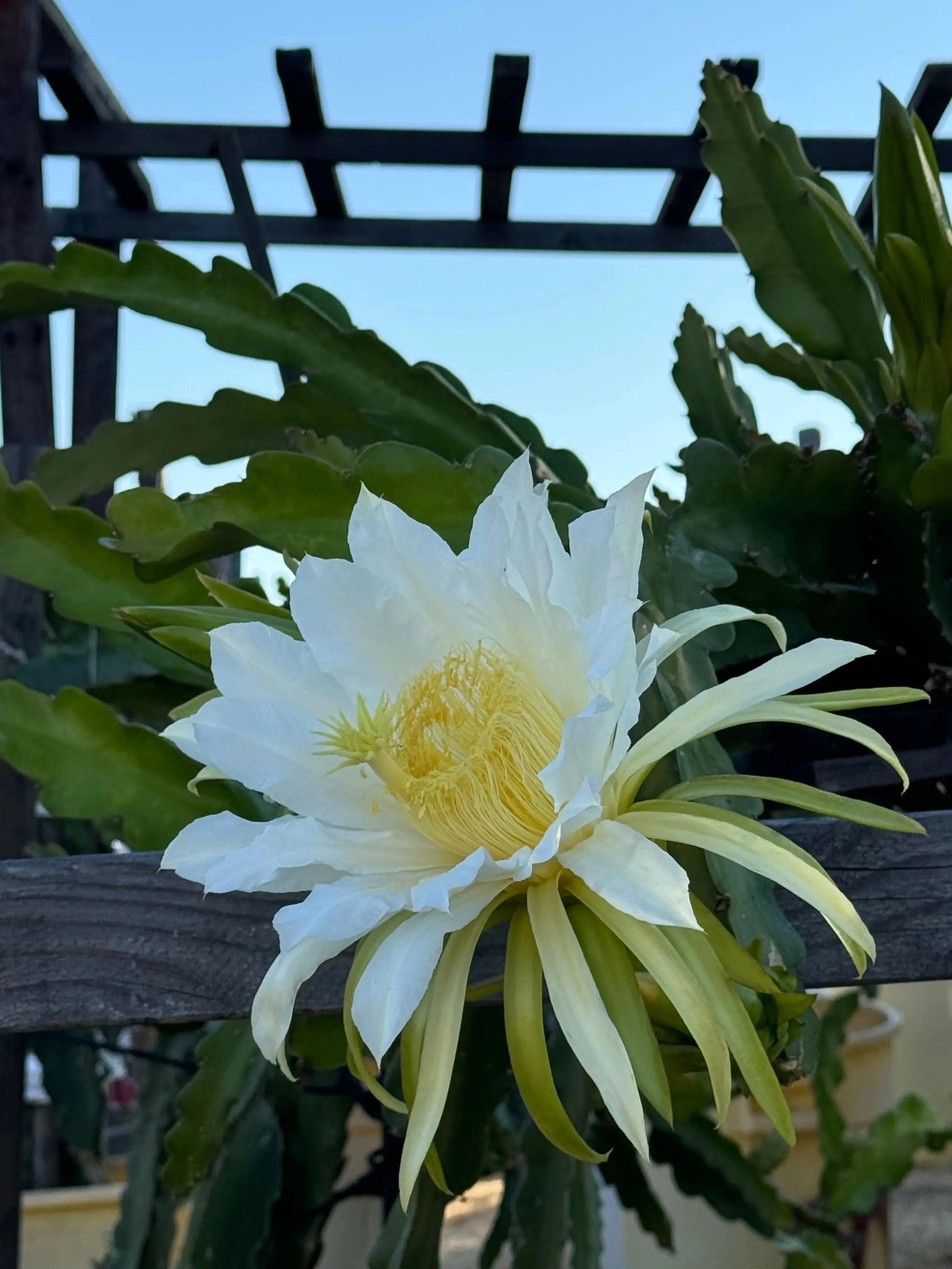 White dragon fruit flower blooming outdoors with green cactus leaves and wooden trellis
