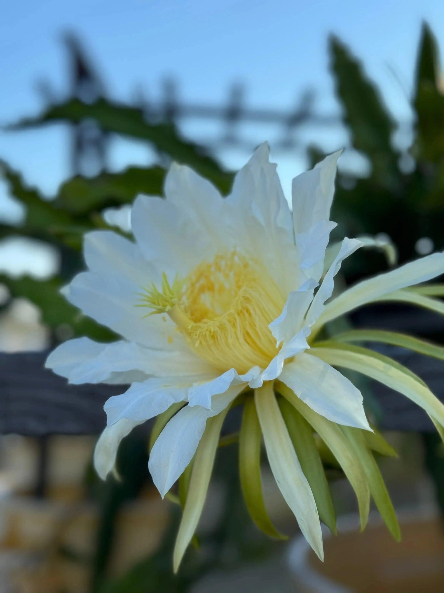 Close-up of a white dragon fruit flower blooming outdoors with green cactus leaves and a clear blue sky