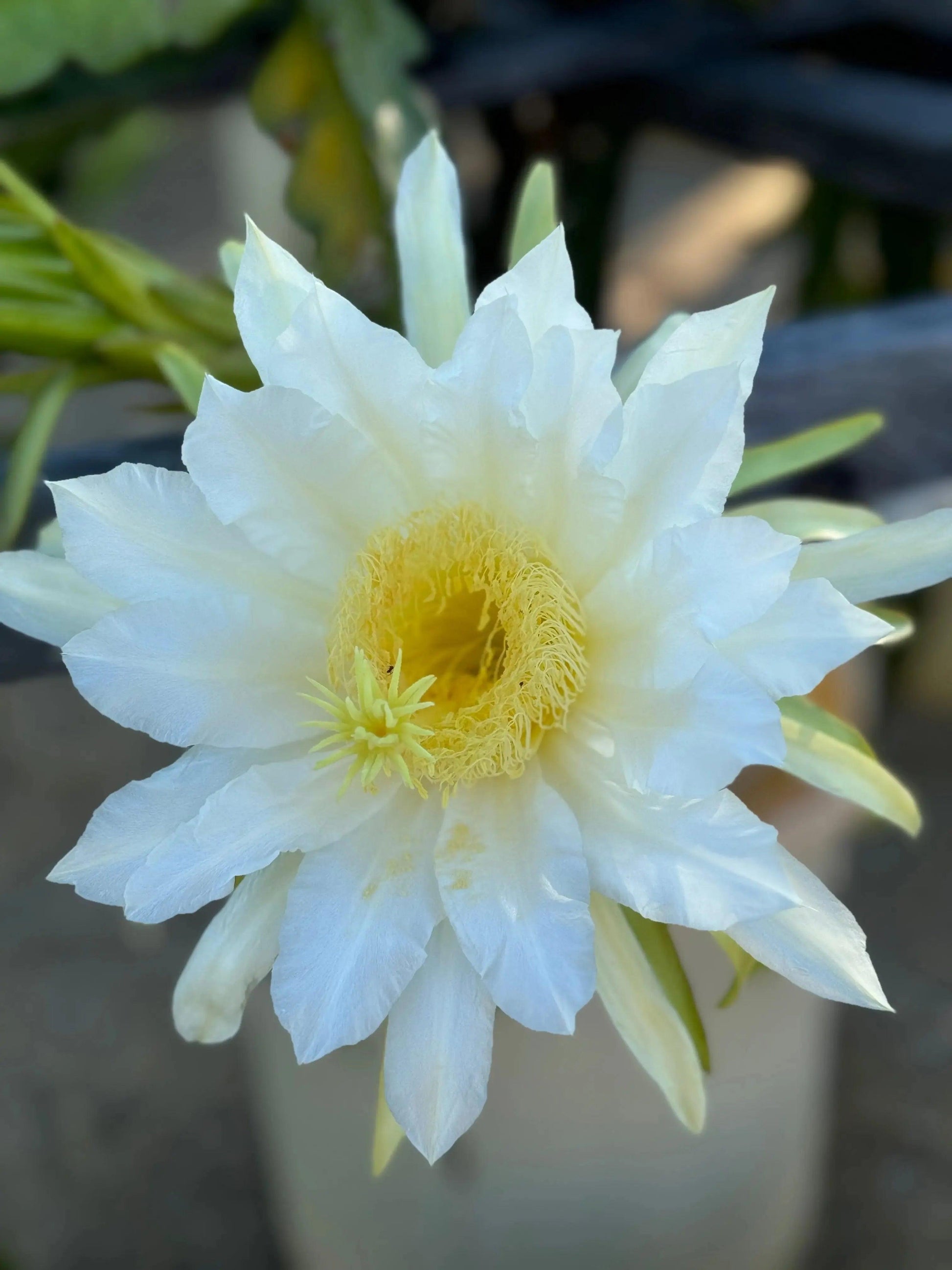 Close-up of a white dragon fruit flower with delicate petals and yellow center, outdoor plant