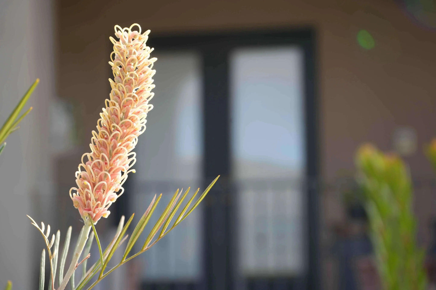 Grevillea 'Kay William': A Vibrant Red Yellow Booms - Bonte Farm