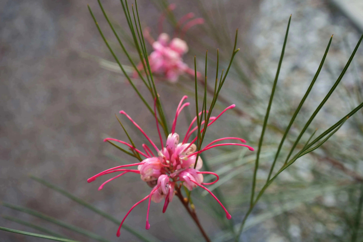 Grevillea 'Long John': Pink Red Shrimp-like Blossoms - Bonte Farm