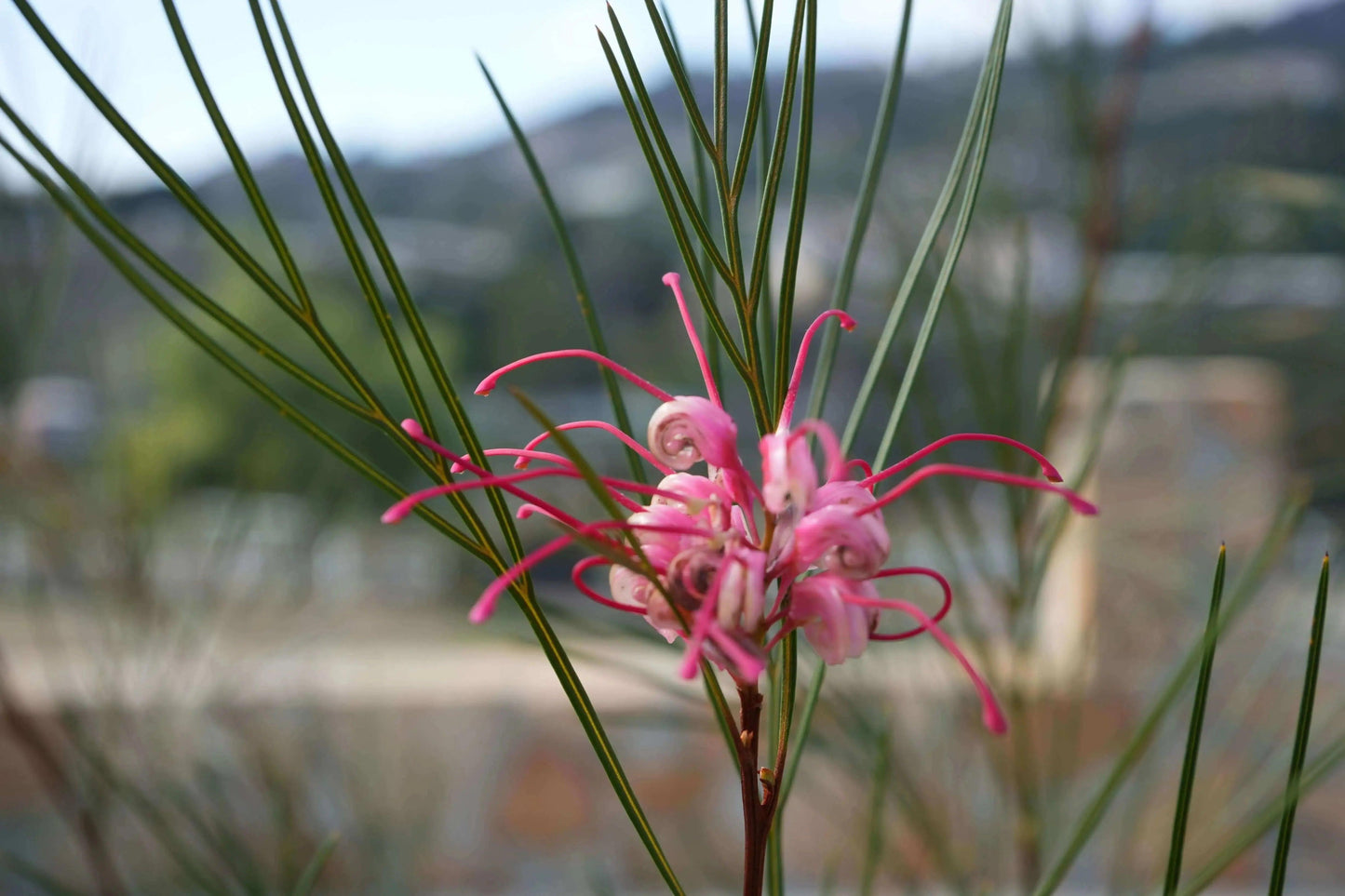 Grevillea 'Long John': Pink Red Shrimp-like Blossoms - Bonte Farm