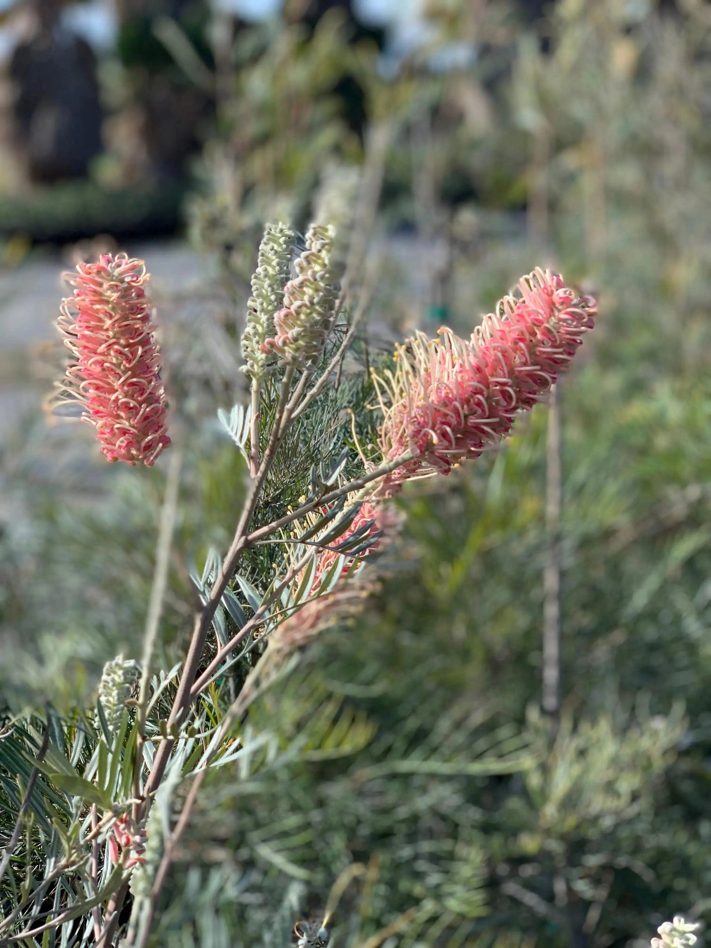 Grevillea 'Misty Mint': A Breath of Fresh Air for Your Garden - Bonte Farm