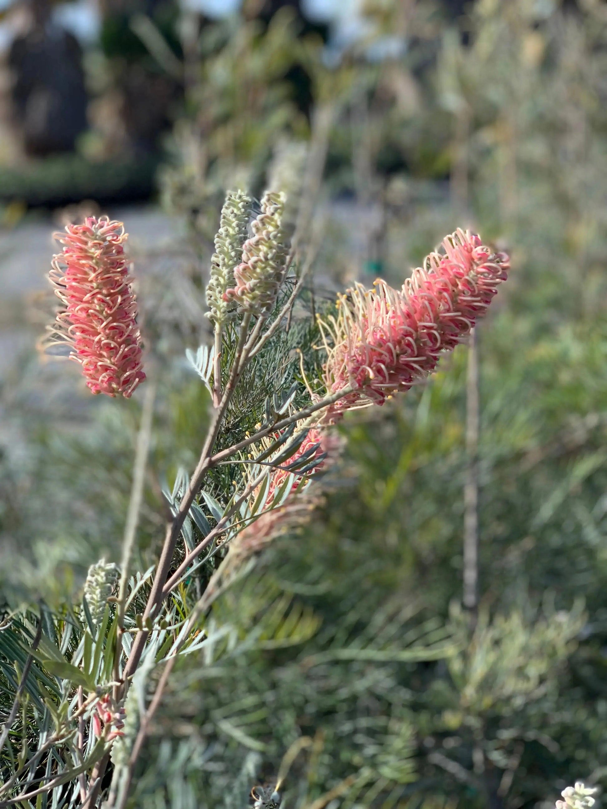 Grevillea 'Misty Mint': A Breath of Fresh Air for Your Garden - Bonte Farm