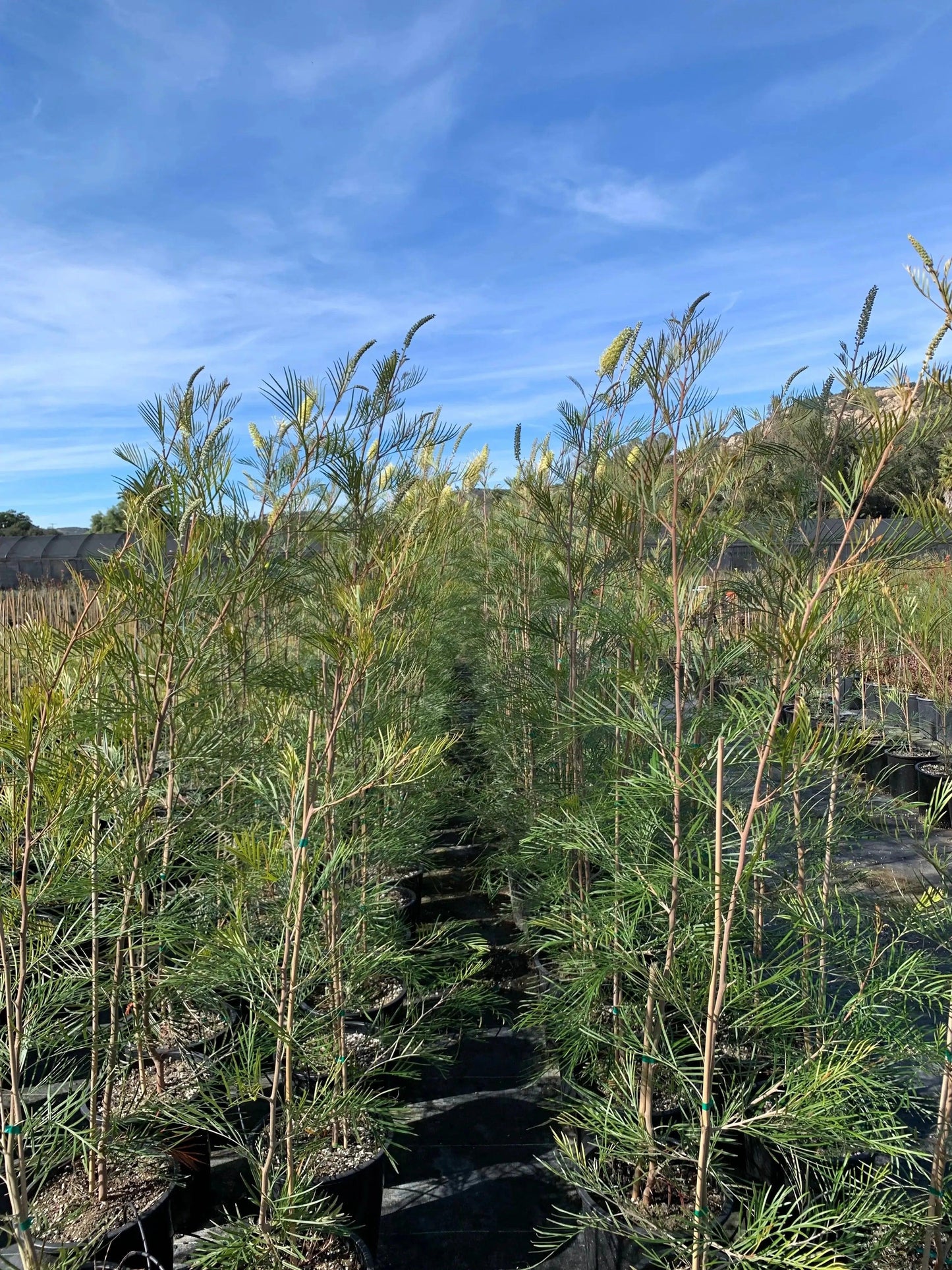 Grevillea 'Moonlight': A Silvery-White Spectacle - Bonte Farm
