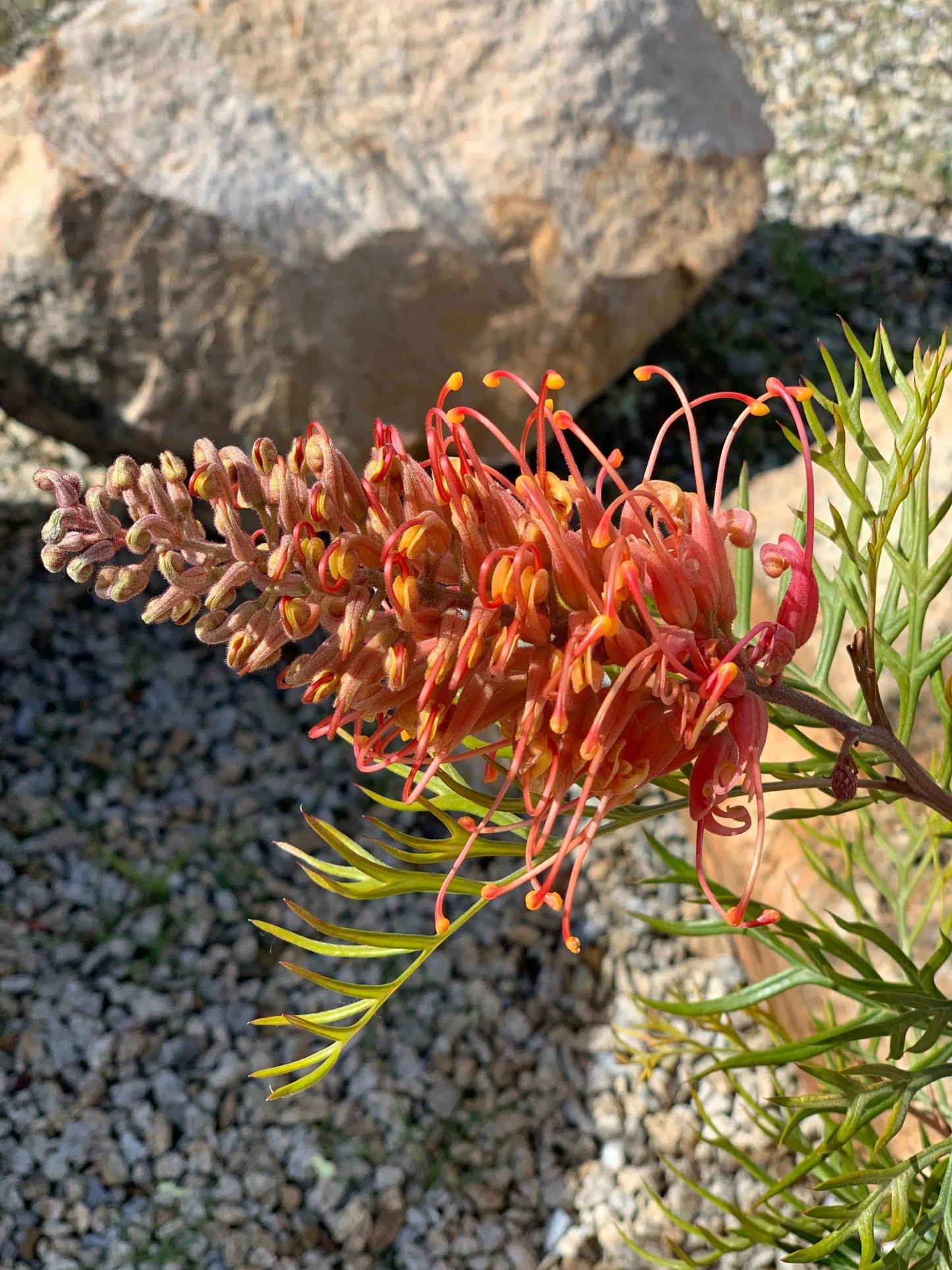 Grevillea Peaches 'n Cream: A Delicate Delight of Pink Cream Blooms - Bonte Farm