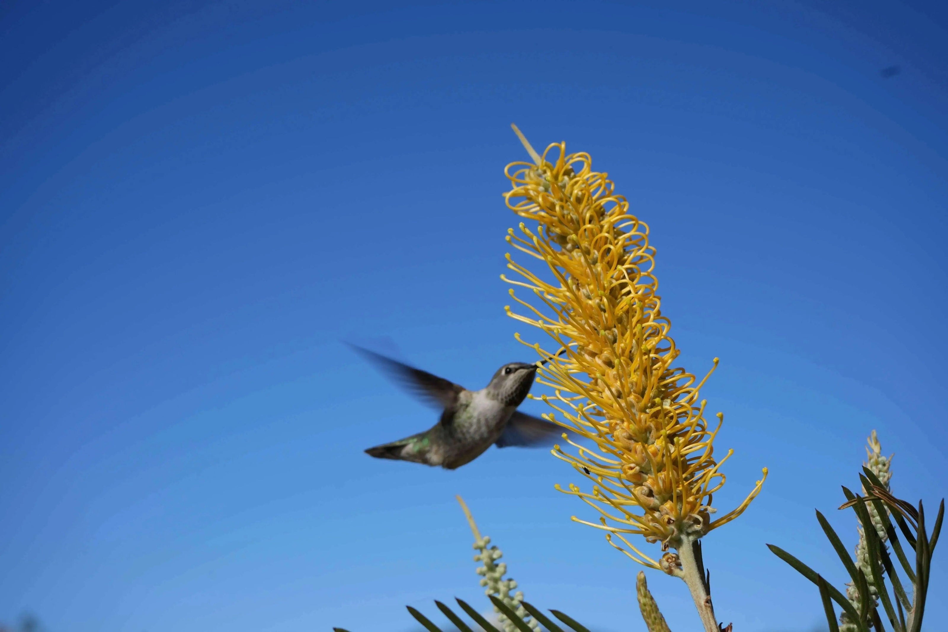 Grevillea 'Sandra Gordon': Showy Large Yellow Blooms - Bonte Farm