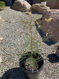 Grevillea Ivanhoe plant in black pot with fine leaves in a rocky outdoor garden