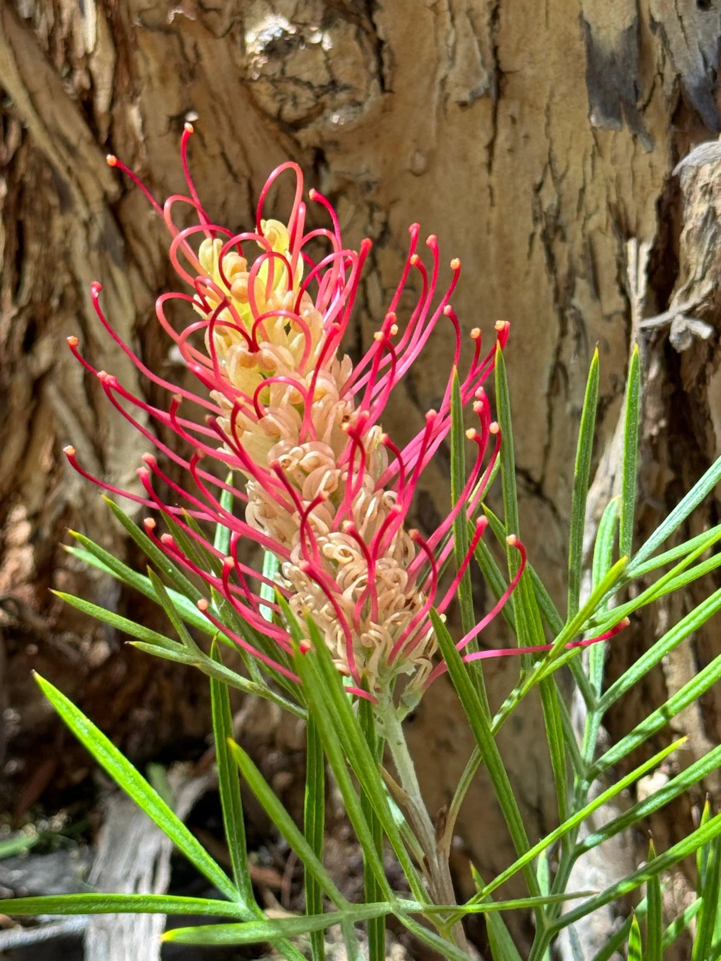 Close-up of Grevillea flower with red and cream curled petals and slender green leaves against tree bark background