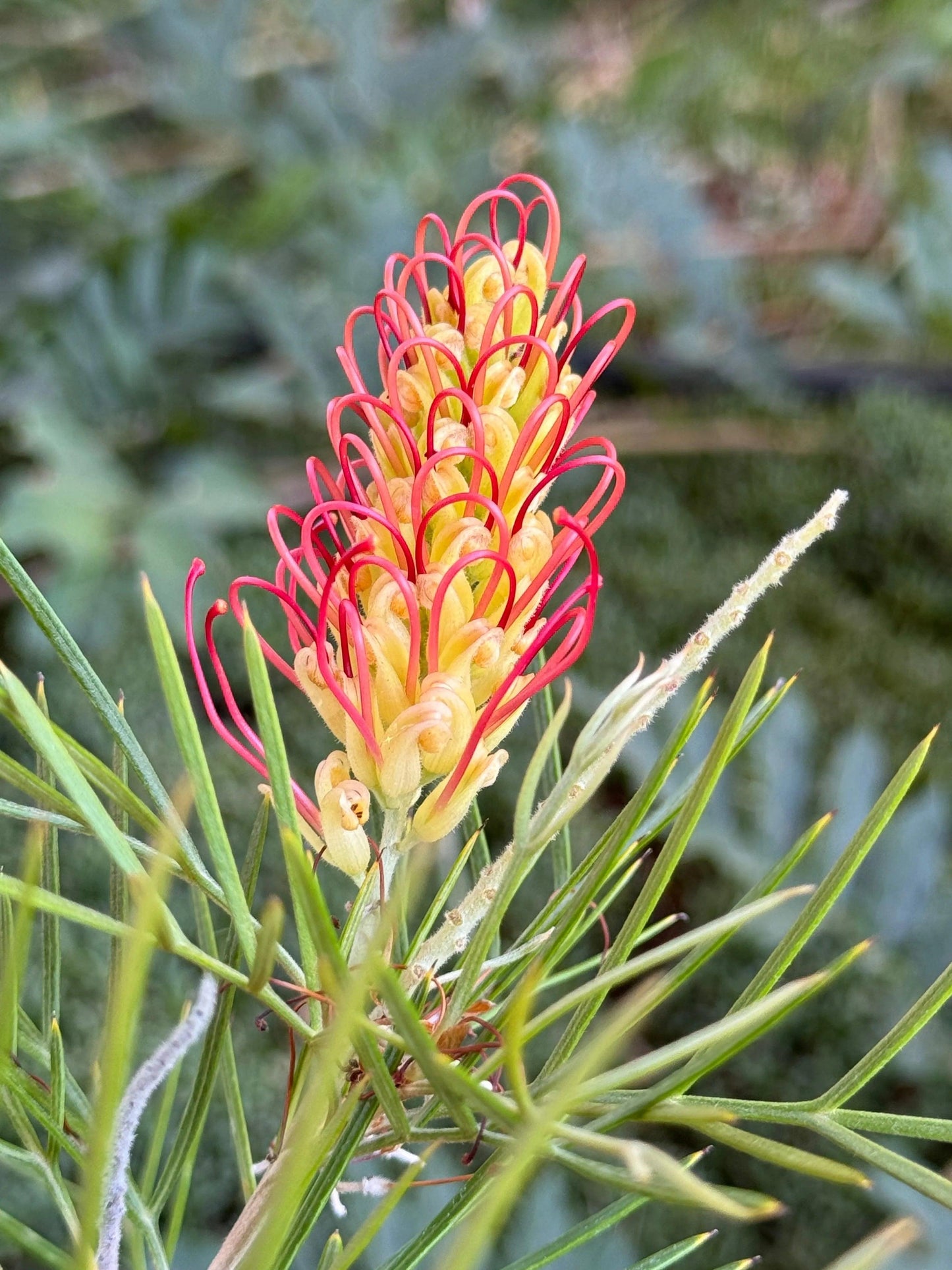 Close-up of Grevillea Rainbow flower with red and yellow curved petals and green needle-like leaves