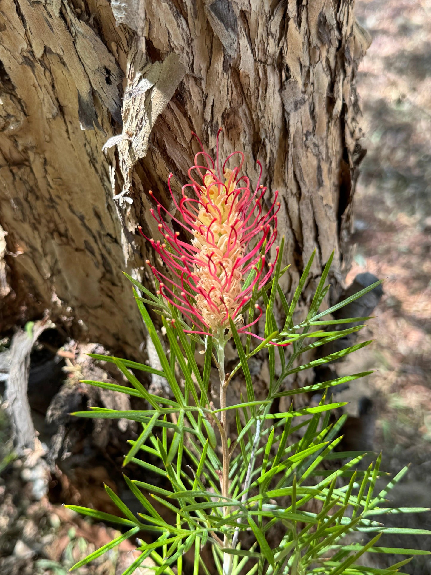 Grevillea Rainbow Bonte flower with pink and cream petals and green needle-like leaves against textured tree bark background