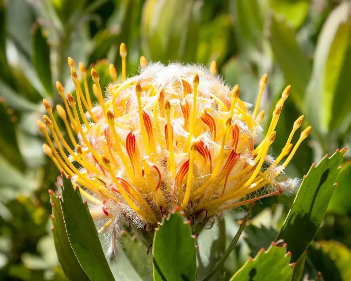 Leucospermum 'Veldfire': Yellow Red Fiery Blooms - Bonte Farm