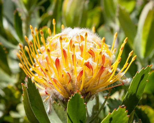 Leucospermum 'Veldfire': Yellow Red Fiery Blooms - Bonte Farm