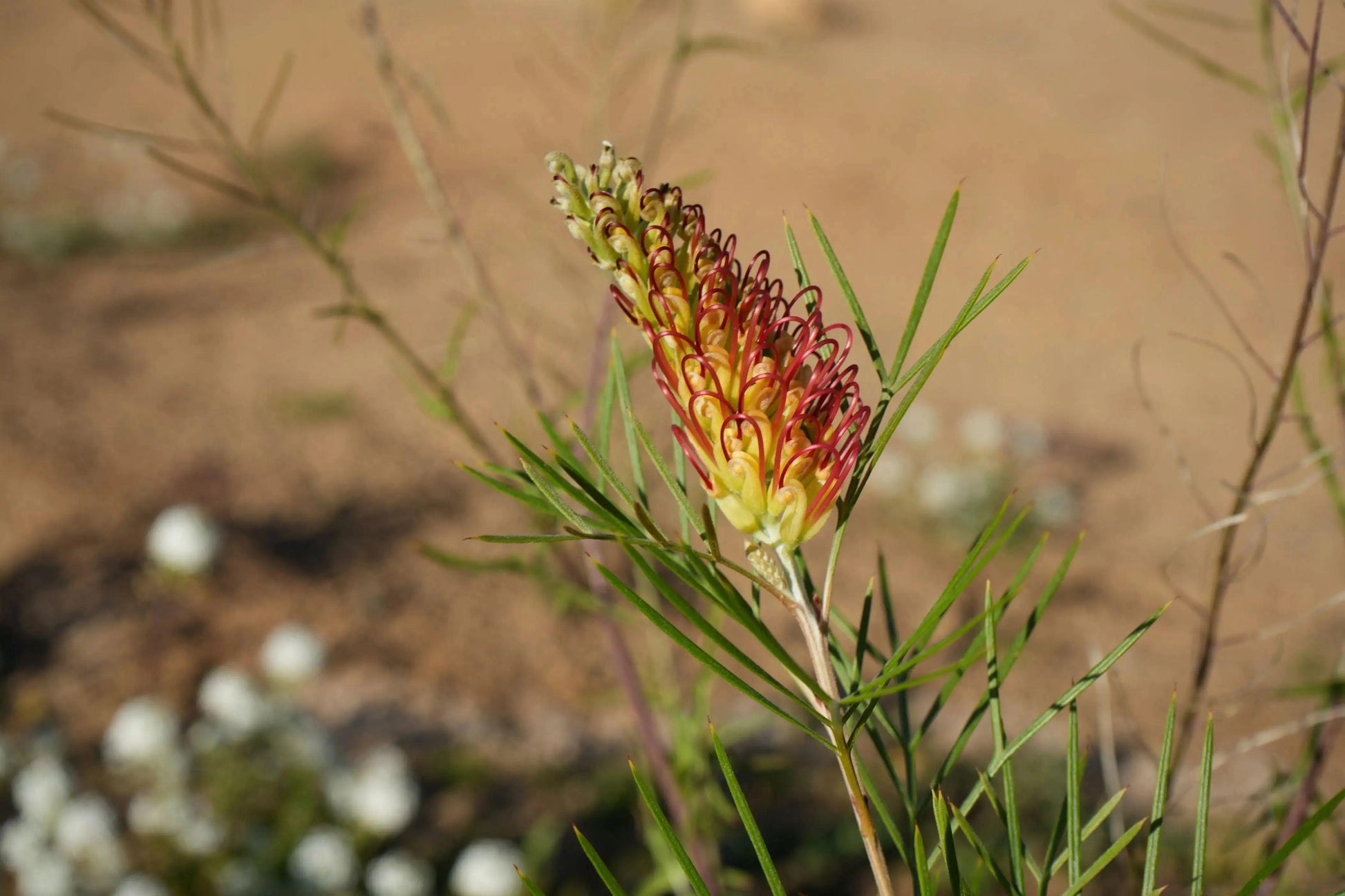 Grevillea Kings Rainbow flower with yellow and red curved petals in garden setting